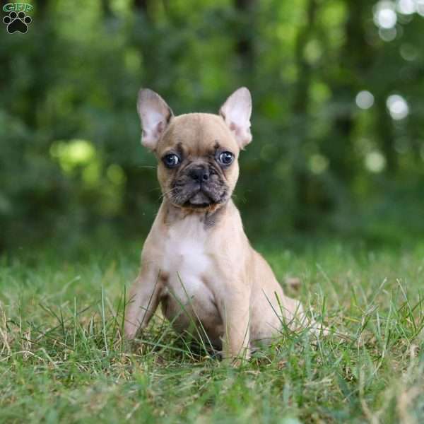 Chance, Frenchton Puppy